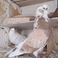 کبوتر رنگی،نوک قنار نوک ریز|پرنده|بروجن, |دیوار
