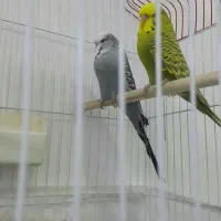 مرغ عشق انگلیسی