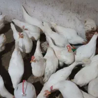 مرغ تخمگذار