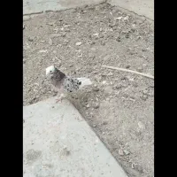 جوجه سرخ دمسفید کاکل