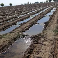 دسته کارگر گوشه بندی|خدمات باغبانی و درختکاری|دزفول, |دیوار