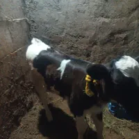 دو عدد گوساله ۲۰روزه و۱۸روزه یکی ماده ویکی نر