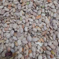 ضایعات لوبیا