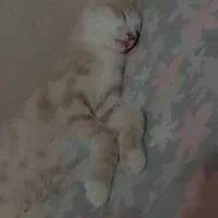 گربه ۷ ماهه
