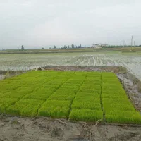 کشت ارگانیک