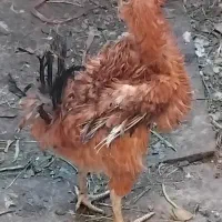 خروس چل تاج