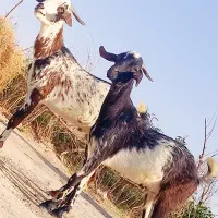 دوتا کعره نره چاق