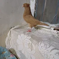 ۳تاماده دمسفید