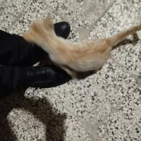 گربه گم شده