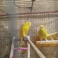یک جفت مرغ عشق