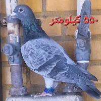 تعدادی کبوتر خوب|پرنده|اهواز, کوی مهدیس|دیوار