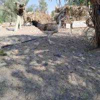 مرغ شاخدار،بوقلمون ومحلی|حیوانات مزرعه|کهنوج, |دیوار