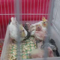 جوجه عروس هلندی|پرنده|بیرجند, |دیوار