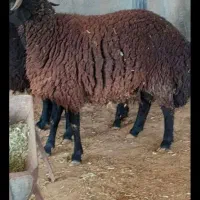 ۴۵راس بره پروار کهنه چاق