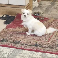 سگ گمشده|حیوانات|فلاورجان, |دیوار