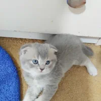 اسکاتیش و بریتیش بلو گلد