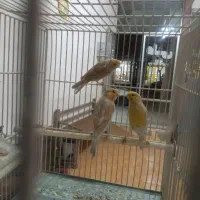 قناری اوپال