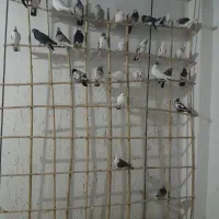 کبوتر|پرنده|قرق, |دیوار