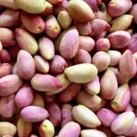 پسته تازه