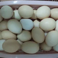 فروش تخم مرغ محلی ریز و درشت،نگهداری در یخچال