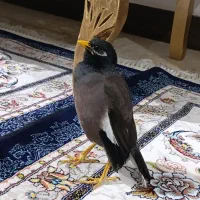 مرغ مینا سخنگو کاملاً دستی|پرنده|شیراز, سعدیه شمالی|دیوار