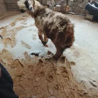 بره|حیوانات مزرعه|اردل, |دیوار