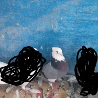 کفتر ابلق سبز کاکلی نر