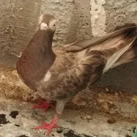 کبوتر