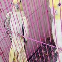 کبوتر|پرنده|بندرعباس, |دیوار