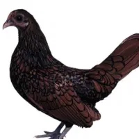 مرغ زینتی آلیرام