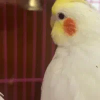 عروس هلندی دستی دونخور