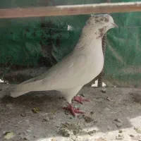 کبوتر پرشی|پرنده|سیرجان, |دیوار