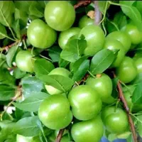 بن دار باکیفیت و اصلاح شده از باغ مادری نهالستان|خدمات باغبانی و درختکاری|سنندج, |دیوار