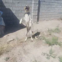 سگ۶ماهه