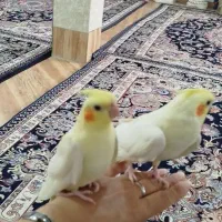 عروس هلندی|پرنده|تهران, شهرک گلها (تهرانسر)|دیوار