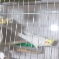 جفت عروس مولد معاوظه با قناری موزایکی