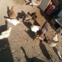 مرغ وخروس قیمت پایینترازهمجا|حیوانات مزرعه|خواف, |دیوار