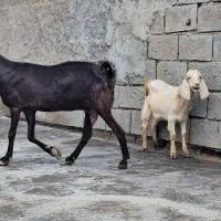 بز  افغانی|حیوانات مزرعه|بندر ماهشهر, |دیوار