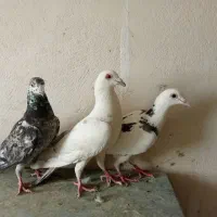 کبوتر