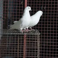 کبوتر سفید چشم و نوک سفیدو ماده سینه زرد