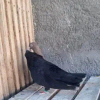 سیاه تافته ای نرماده چشم نوک سفیدرقاصک هنردار