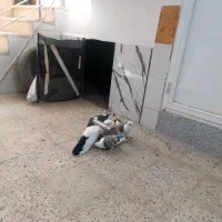 دو‌جفت کبوتر بلژیکی اصیل|پرنده|میانه, |دیوار