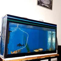 آکواریوم معاوضه کفتر یا جفتگاه