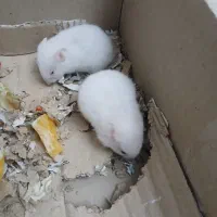 همستر|موش و خرگوش|مشکیندشت, |دیوار