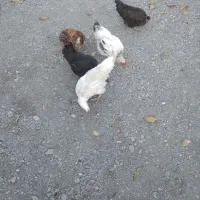 مرغ و جوجه|حیوانات مزرعه|تویسرکان, |دیوار