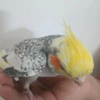 عروس هلندی نر دستی و سخنگو