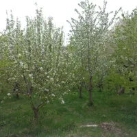 باغ درختکاری به متراژ 1400