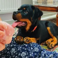 توله هایی روتوایلر واکسیناسیون شده آماده تحویل|سگ|قائم‌شهر, |دیوار