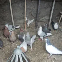 تعداد 18عدد کفتر بوم