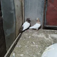 کبوتر جفتگاه